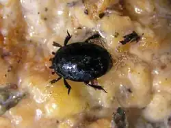 alternativní popis obrázku chybí