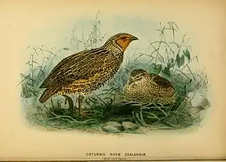 Samec (vlevo) a samice, John Gerrard Keulemans (1873)