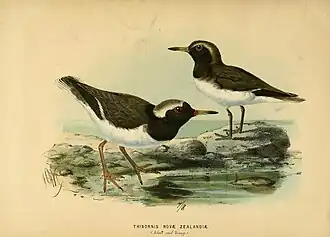 Dospělec (dole) a juvenál, 1873