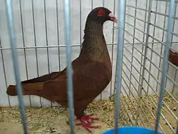 Německý výstavní holub červeně plavý pruhový