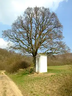 Lípa u Hlásné Třebaně