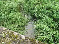 Svodnice nad Běrunicemi