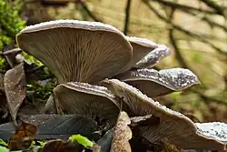 Hlíva ústřičná v Opárenském údolí nedaleko Malých Žernosek