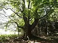 Památný Hladový buk v hájku poblíž Dětřichovce
