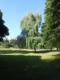 Hlučín, vrba v parku pod zámkem