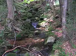 Hluboký potok v dolní části toku v horské bučině