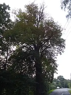 Památná lípa malolistá proti bývalému panskému dvoru v Hořením Starém Dubě