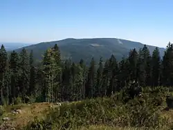 Hlavní hřeben Trojmezenské vrchoviny: Smrčina ze svahu Plechého