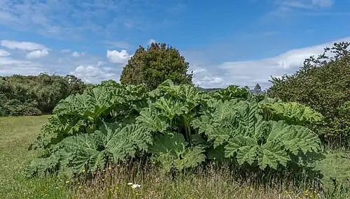 Obří listy baroty čilské (Gunnera tinctoria)