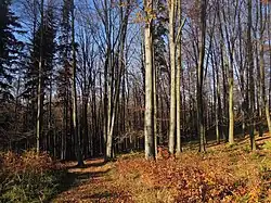 Přírodní památka Holíkova rezervace