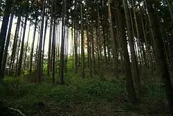 Suchý vrch pod vrcholem