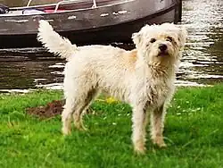 Dospělý holandský pinč