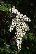 Celoterčník různobarvý (Holodiscus discolor)
