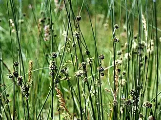 alternativní popis obrázku chybí