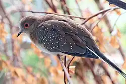 Holoubek diamantový - chov v botanické zahradě v Liberci