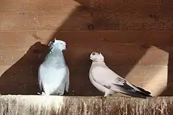 Český rejdič v Zoo Praha