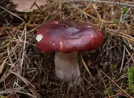 alternativní popis obrázku chybí