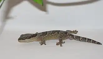 alternativní popis obrázku chybí