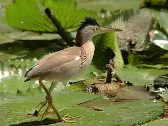 popis obrázku chybí