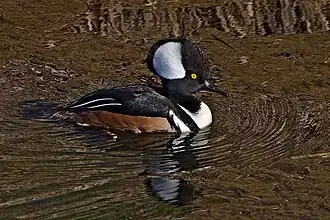 alternativní popis obrázku chybí