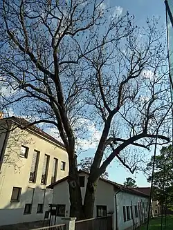 Praha, Horní Počernice: jasan ztepilý (pohled do koruny) v areálu ZŠ Bártlova ulice