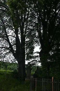 Chráněné lípy v Horní Vsi u Litvínova