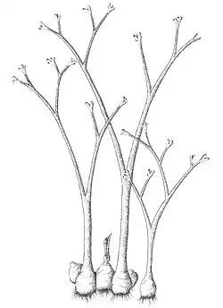 alternativní popis obrázku chybí