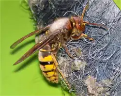 Sršeň má na zadní části hrudníku bílou plíseň čili houbovitou chorobu