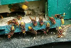 Zřejmě ze starého včelího úlu, kde bylo sršní hnízdo, vylézají sršní královny.