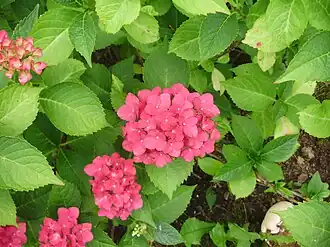 alternativní popis obrázku chybí