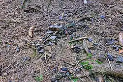 Hory hromady železné strusky duben 2021 (2).jpg