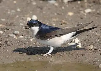 alternativní popis obrázku chybí