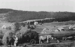Sklizeň sena na Hraběcí Huti (kolem roku 1940)