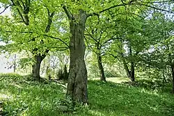 Čtyři lipky vysazené po ukončení I. světové války