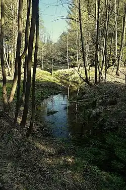 Hradčanský potok u Černého rybníka