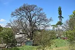 Dolní hradecký dub