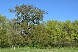 Horní hradecký dub