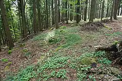 Hradiště Hradec u Kaplice (1).jpg