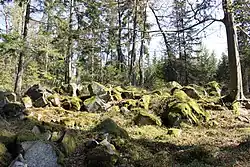 Hradiště Na Zavírce, archeologické stopy opevnění 03.jpg