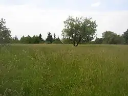 Hradišťanská louka v létě