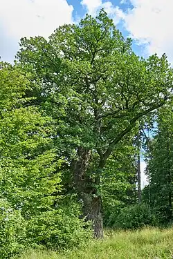 Dub zvaný Johann v červenci 2023