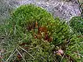 Mechy Polytrichum commune v rezervaci