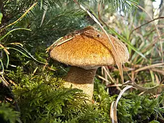 alternativní popis obrázku chybí