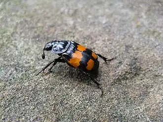 alternativní popis obrázku chybí