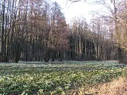 Hroznětínská louka