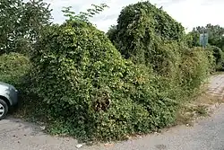 Zanedbané sídelní křoví vedle parkoviště