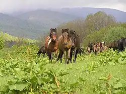 Stádo koní pasoucí se na vysokohorské louce