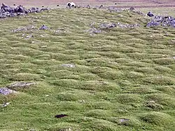 Thufurové pole v západním Dartmooru, Anglie