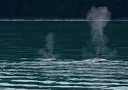 Fotografie moře, z něhož vystupují dva proudy vzduchu s malými kapkami vody; ta vlevo je zhruba o polovinu menší než ta vlevo