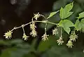 Chmel otáčivý (Humulus lupulus)
